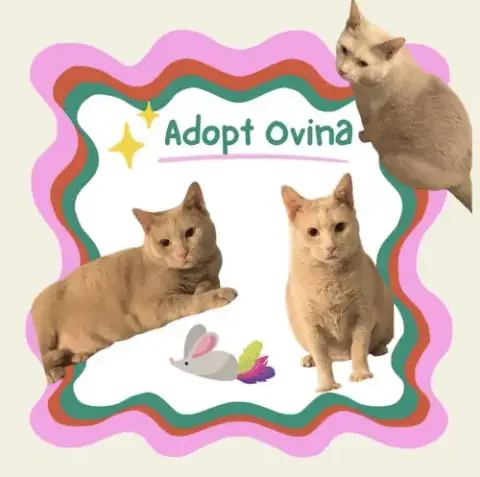 Ovina