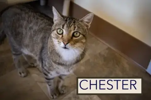 Chester photo 2