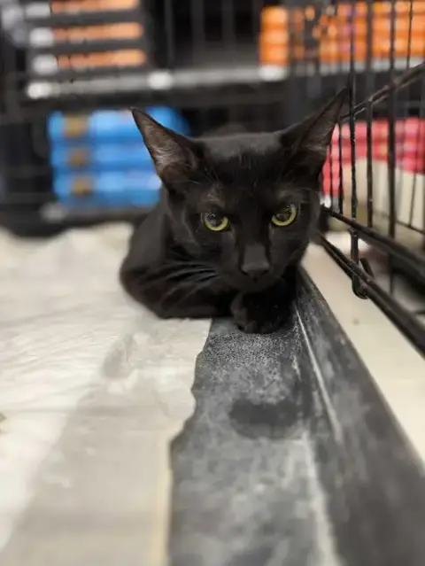 Pepper