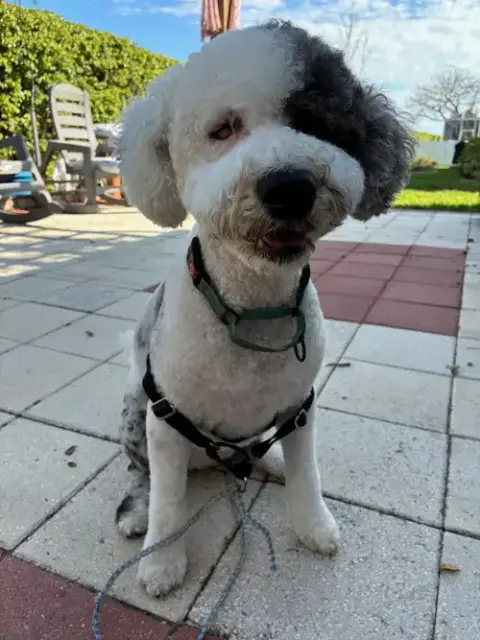 Poochie 1366