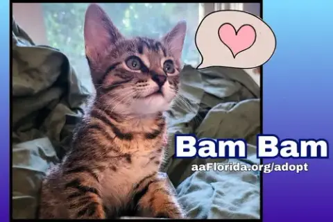 Bam Bam