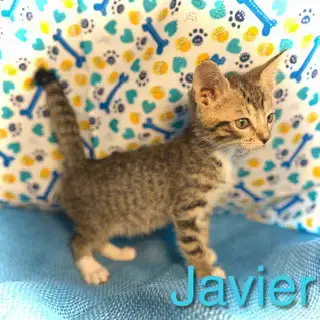 Javier photo 3