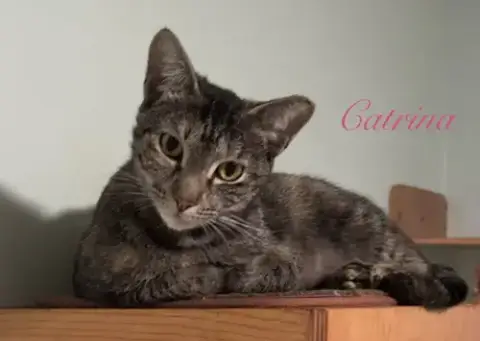 Catrina