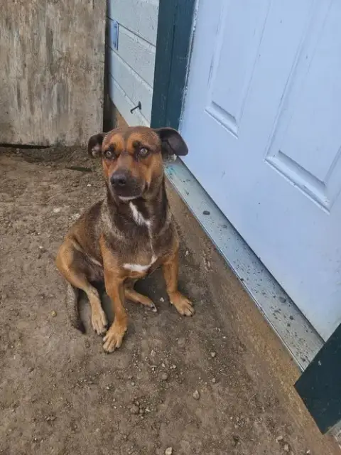 Hazel photo 4