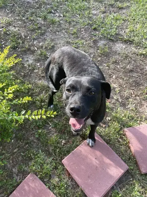 Betty Wiggles photo 2