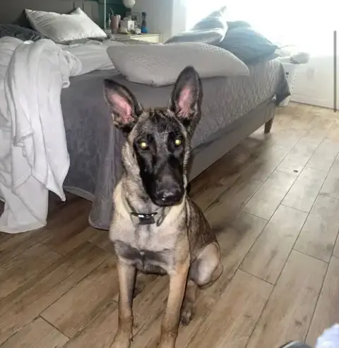 Nala Located In Arizona photo 4