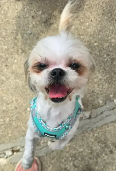Stitch photo 3