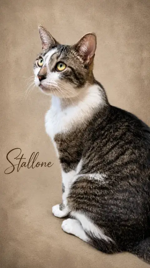 Stallone photo 4