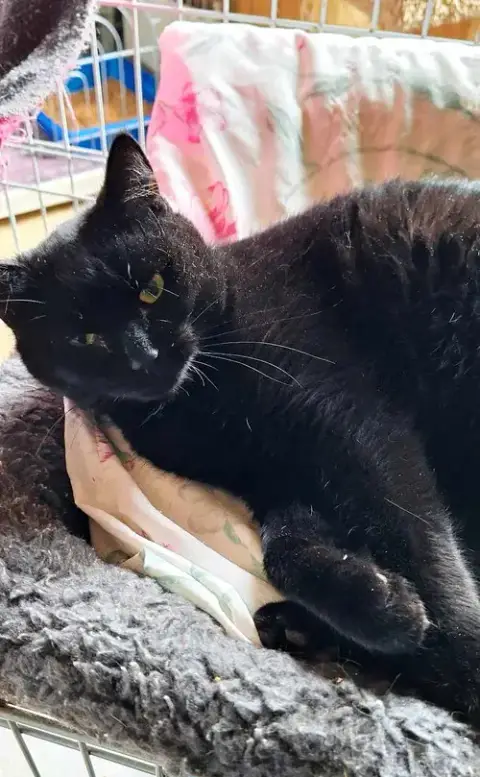 Licorice