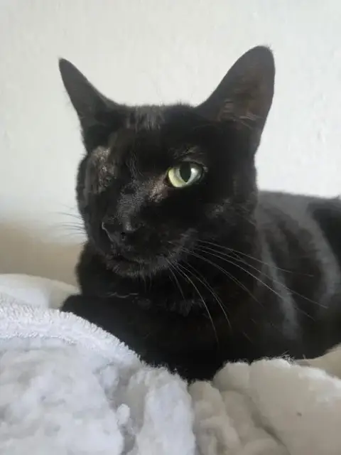 Uno Chan Fluffington photo 3