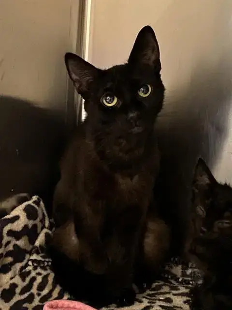Nova