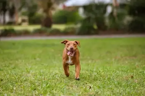 Hank photo 4