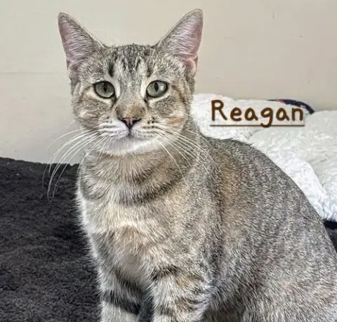 Reagan #Car-Ride-Queen