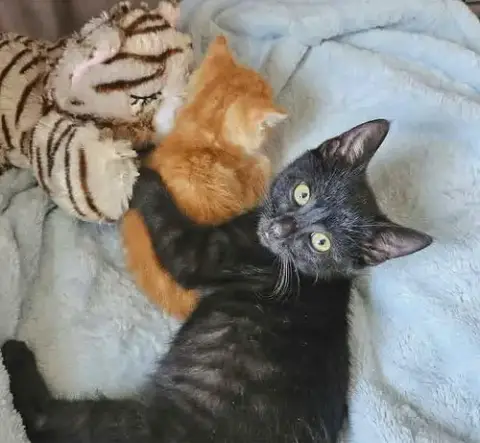 Junebug *Kitten* photo 4