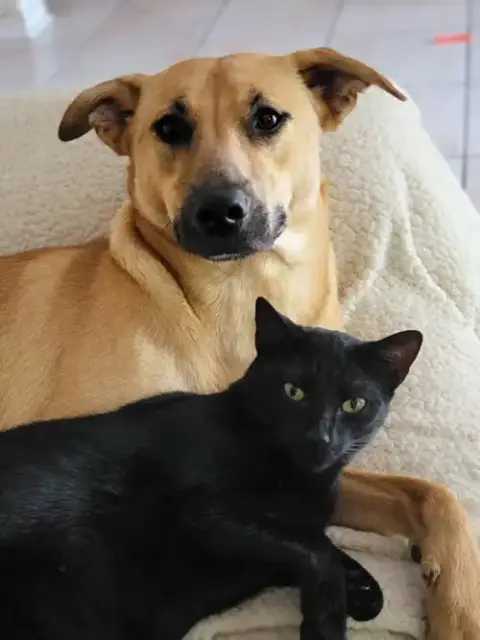Bagheera photo 3