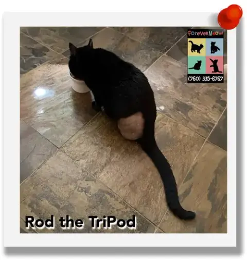 Rod The Tripod photo 2