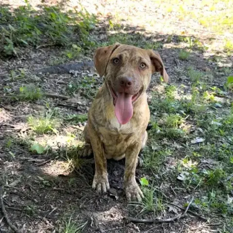 Granny'S Pup Christie