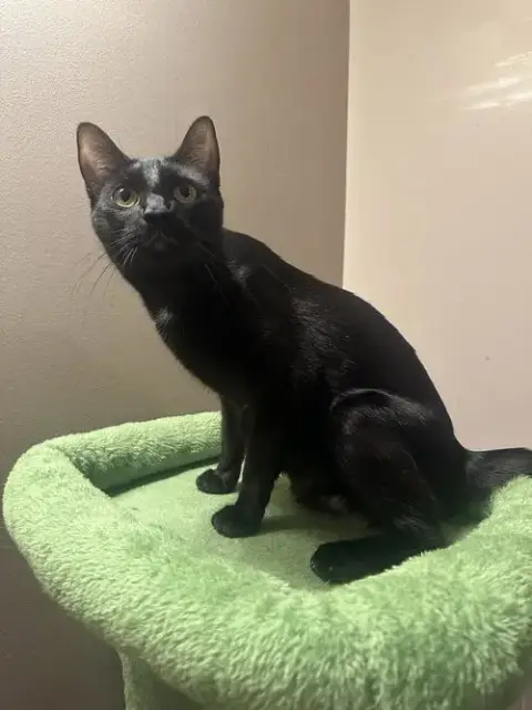 Melody Cats photo 3