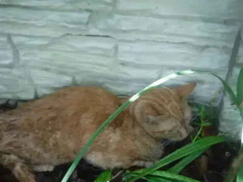 Lila