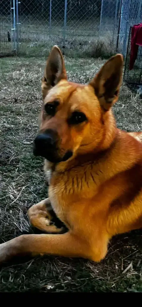 Bodie