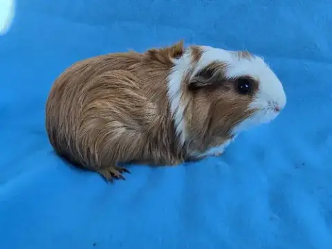 Mai & Bugsby