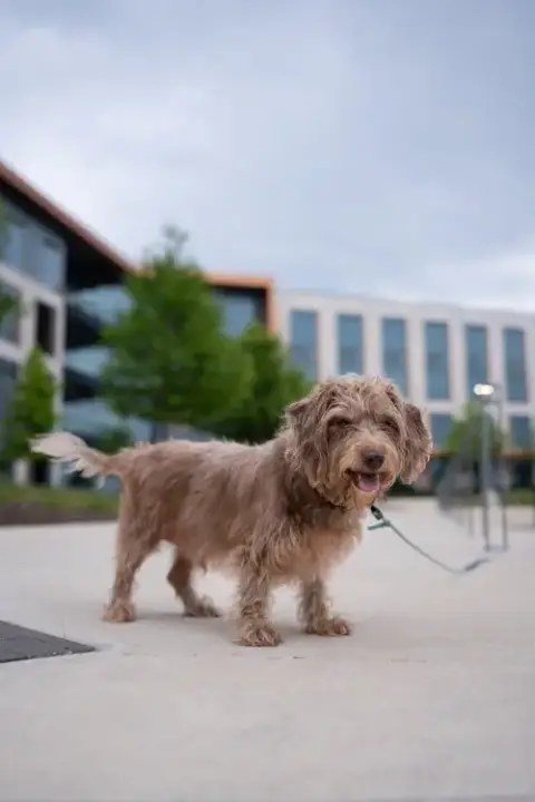 Diggie photo 5