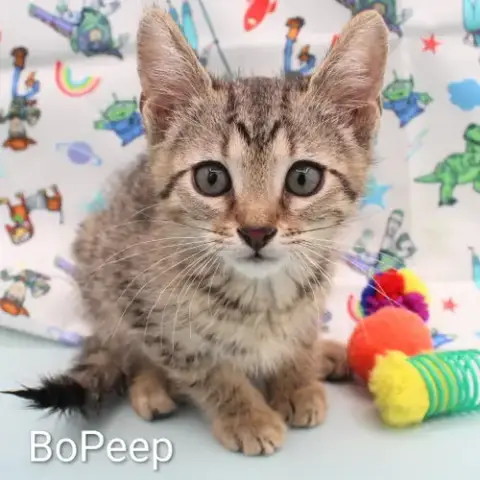 Bopeep