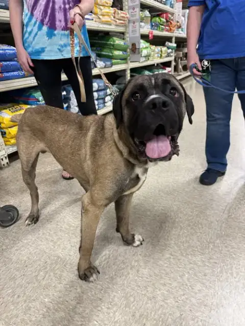 Enzo