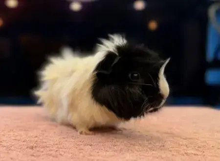 Pickles