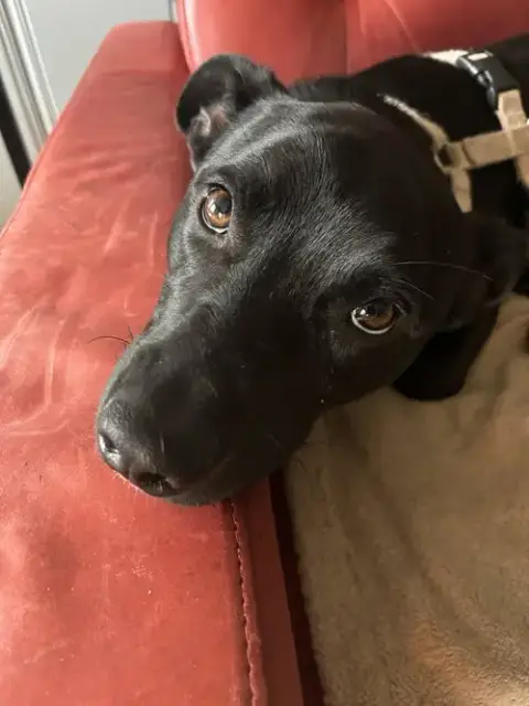 Oakley