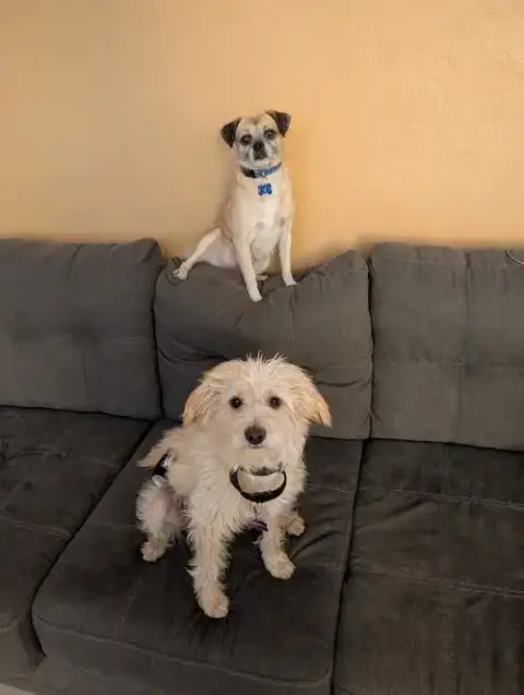 Courtesy Posting Pugslee photo 3