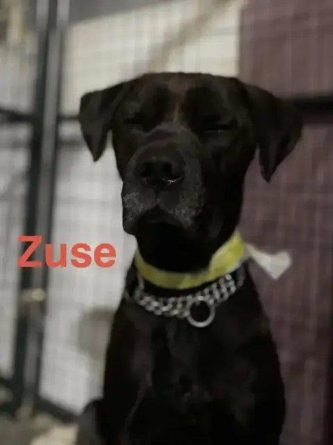 Zuse photo 4