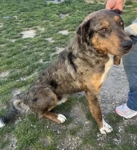 Adoption Pending photo 2