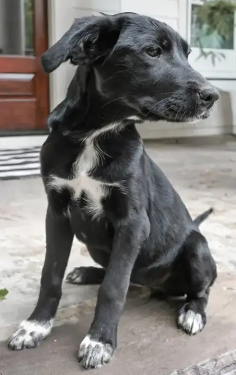Puppy Misty photo 4