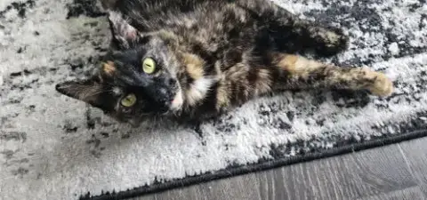Artemis