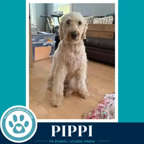 Pippi 050926 photo 4
