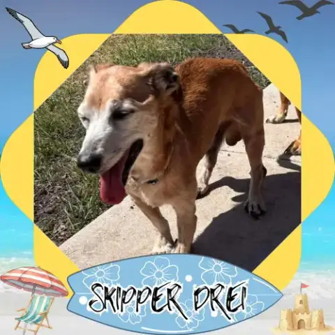 Skipper Drei