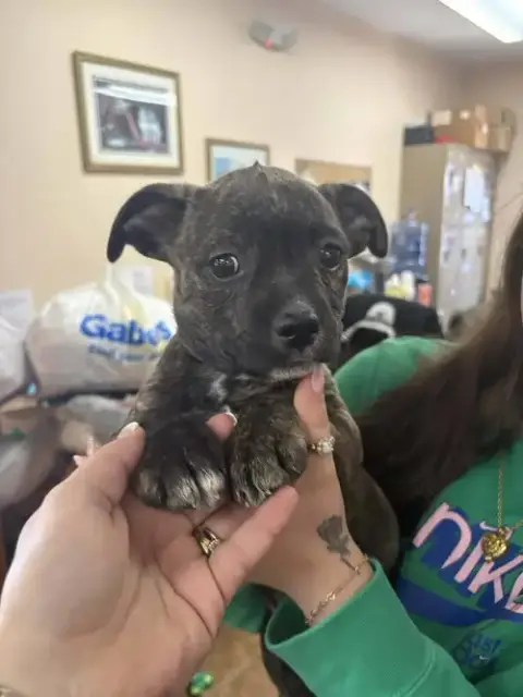 Pit Bull Mix Pups photo 3