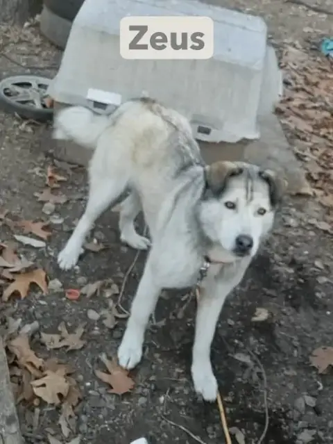 Zeus photo 4