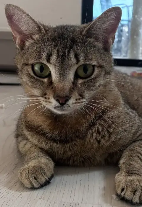 Marinara