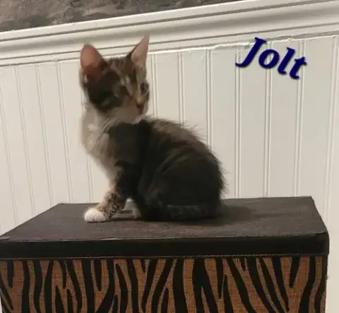 Jolt photo 2