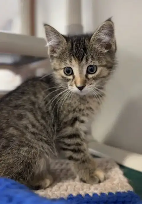 Basil