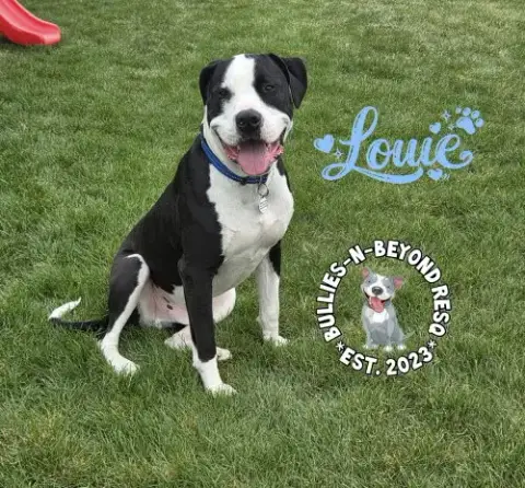 Louie photo 3