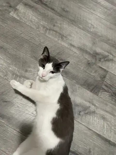 Misu
