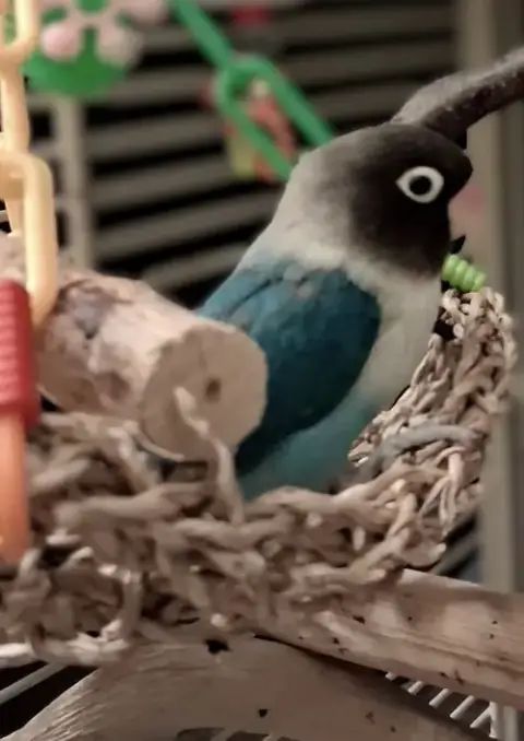 Kiki