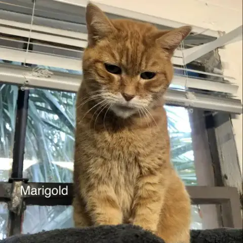 Marigold photo 2