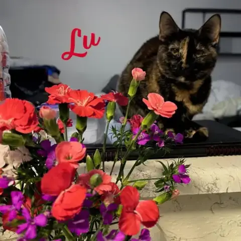 Lu #Whiskered-Shadow
