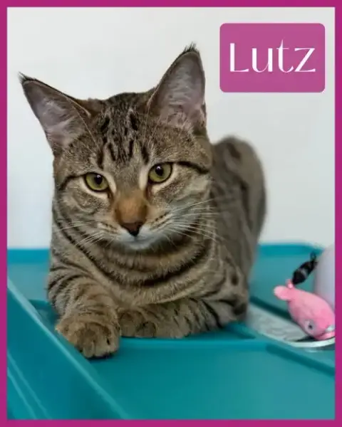 Lutz