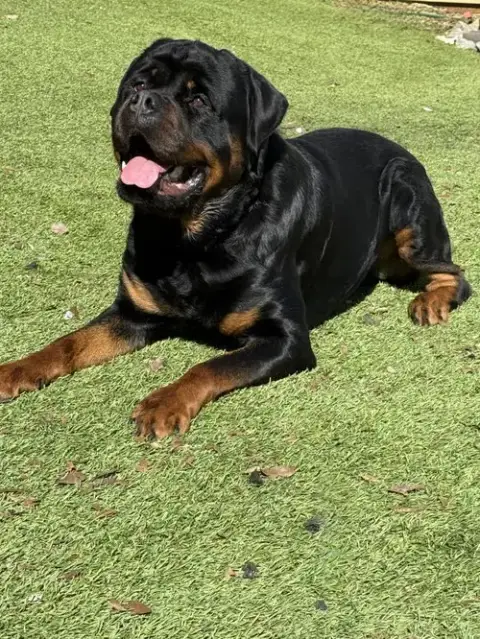 Remi photo 5