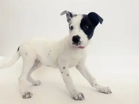 Blinky